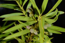 Image: P.B. Heenan © Landcare Research 2014 